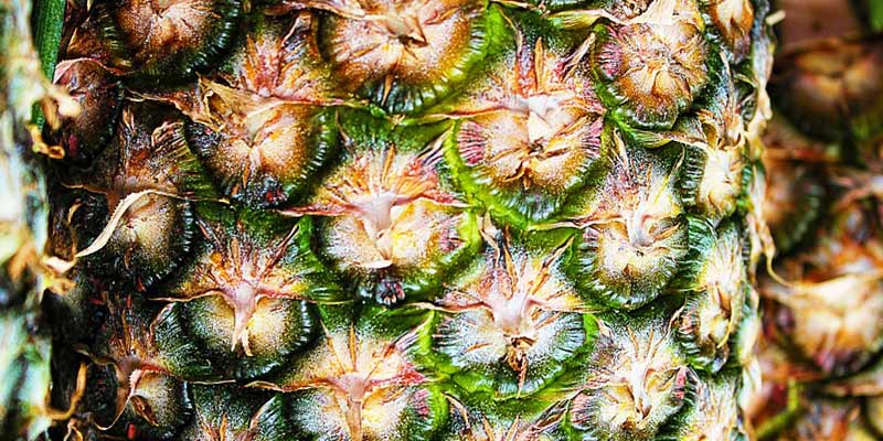 ananas v těhotenství