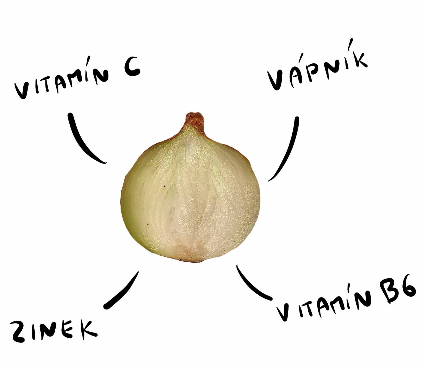 Jak je zdravá cibule?